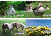 步睿林幼儿园，双十一招生钜惠原1390半价695！