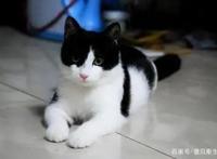 卡通片里的猫咪，现实中是这些品种...