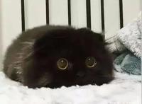 卡通片里的猫咪，现实中是这些品种...