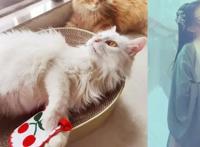 掌阅玄幻IP《神医九小姐》动画11月30日腾讯视频震撼上线！