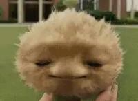 明明是外星人的宠物，为什么会有这么大的区别？