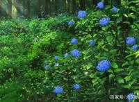 “日本童话女王”柏叶幸子的小说《海岬的迷途之家》决定动画化！