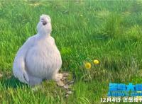 动画电影《笨鸟大冒险》曝“共同飞翔”片段，预售欢乐12.4开启