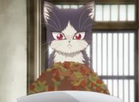 黑猫、白猫都是好猫，爱猫人士必看的五部动漫