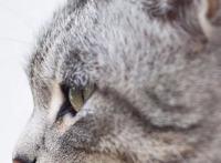 日本动漫角色都是照着“猫头”画的？猫娘这么受欢迎，也有了解释