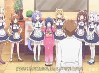 捡回一只猫娘怎么办？当然是不收养了，毕竟家里的猫娘已经够多了