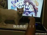 猛男必看番剧：既贤惠又可爱的猫娘，她难道不香吗！