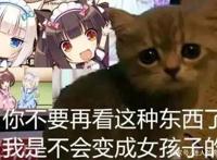 猛男必看番剧：既贤惠又可爱的猫娘，她难道不香吗！