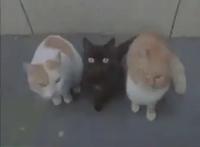 看了《猫娘乐园》后，你最大的变化是什么？或是对猫产生奇怪幻想