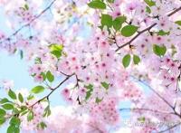 诗心与岁月相遇，山东师大附中学子用这些诗歌致敬战“疫”岁月！