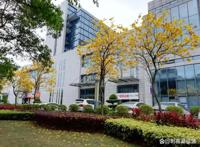 动漫剧《国王排名》