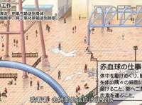 既看动漫又涨姿势，最值得追的动漫在这里——《工作细胞》篇