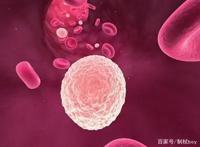 《工作细胞》——纵观整个动漫界，唯有这部番的老婆我是拥有的