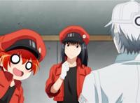 B站追番人数第2的工作细胞，第1季被央视引进，播放方式令人在意