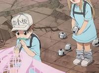 工作细胞：第二季制作决定！血小板、巨噬细胞拟人后你更爱哪个？