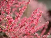 作为一部科普类的动漫《工作细胞》很多人看哭了