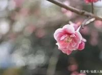 作为一部科普类的动漫《工作细胞》很多人看哭了