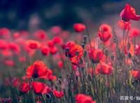 作为一部科普类的动漫《工作细胞》很多人看哭了