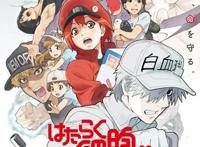 动画《工作细胞》第二季将于2021年1月放送！特别版将于9.5日上映