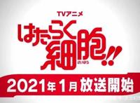 「资讯速递」萌系血小板再临，《工作细胞》动画第2季2021年开播