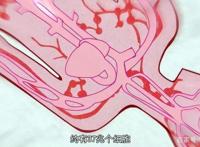 有生之年系列——工作细胞第二季，网友：居然更新了！