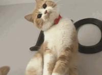 剧场版《游戏人生：零》确定引进国内！