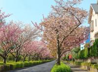 读巫哲《撒野》：你是我的年少轻狂，也是我的此生救赎