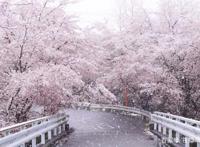 动漫cosplay：花如樱花，倾城如君，日本最适合coser出外景的地点