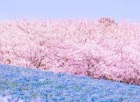 动漫cosplay：花如樱花，倾城如君，日本最适合coser出外景的地点