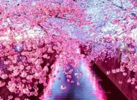 动漫cosplay：花如樱花，倾城如君，日本最适合coser出外景的地点