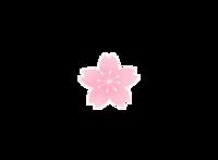 春天的味道｜绝美！免门票！粉樱如海，四季东城农庄2022赏樱季开启！