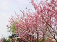 春天的味道｜绝美！免门票！粉樱如海，四季东城农庄2022赏樱季开启！