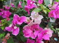 三角梅这些品种最勤花，一年四季开不停，花多得不见叶！