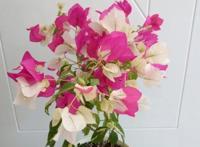 三角梅这些品种最勤花，一年四季开不停，花多得不见叶！