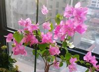 三角梅这些品种最勤花，一年四季开不停，花多得不见叶！