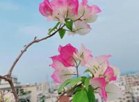 三角梅这些品种最勤花，一年四季开不停，花多得不见叶！