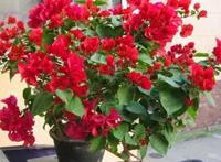 喜欢养三角梅，这3个“品种”别错过，开花太勤，你值得“拥有”