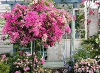 喜欢养三角梅，这3个“品种”别错过，开花太勤，你值得“拥有”