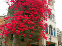 喜欢养三角梅，这3个“品种”别错过，开花太勤，你值得“拥有”