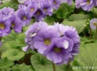 带你了解四季樱草的知识