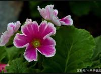 带你了解四季樱草的知识