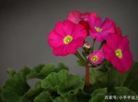 带你了解四季樱草的知识