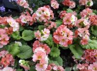 带你了解四季樱草的知识