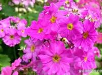 四季樱草什么时候开花？怎样控制四季樱草的花期