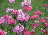 花卉四季樱的养殖方法及其注意事项