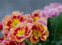 花卉四季樱的养殖方法及其注意事项