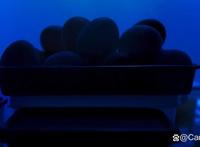 《蛋黄哥大冒险》真人剧集首曝预告，寻母之旅开启，萌到你了吗？