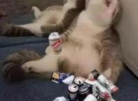 《约定的梦幻岛》惨遭魔改？你还知道哪些被魔改的动画？