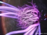 国产动画《斗神姬》虽然槽点很多，完结后，我居然发现了3个优点