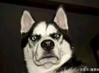 《妖精森林的小不点》9.2分的番剧，暖暖的